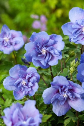 Гібіскус сирійський Блю Шифон (блакитний) | Hibiscus syriacus Blue Chiffon | Гибискус сирийский Блю Шифон (голубой)